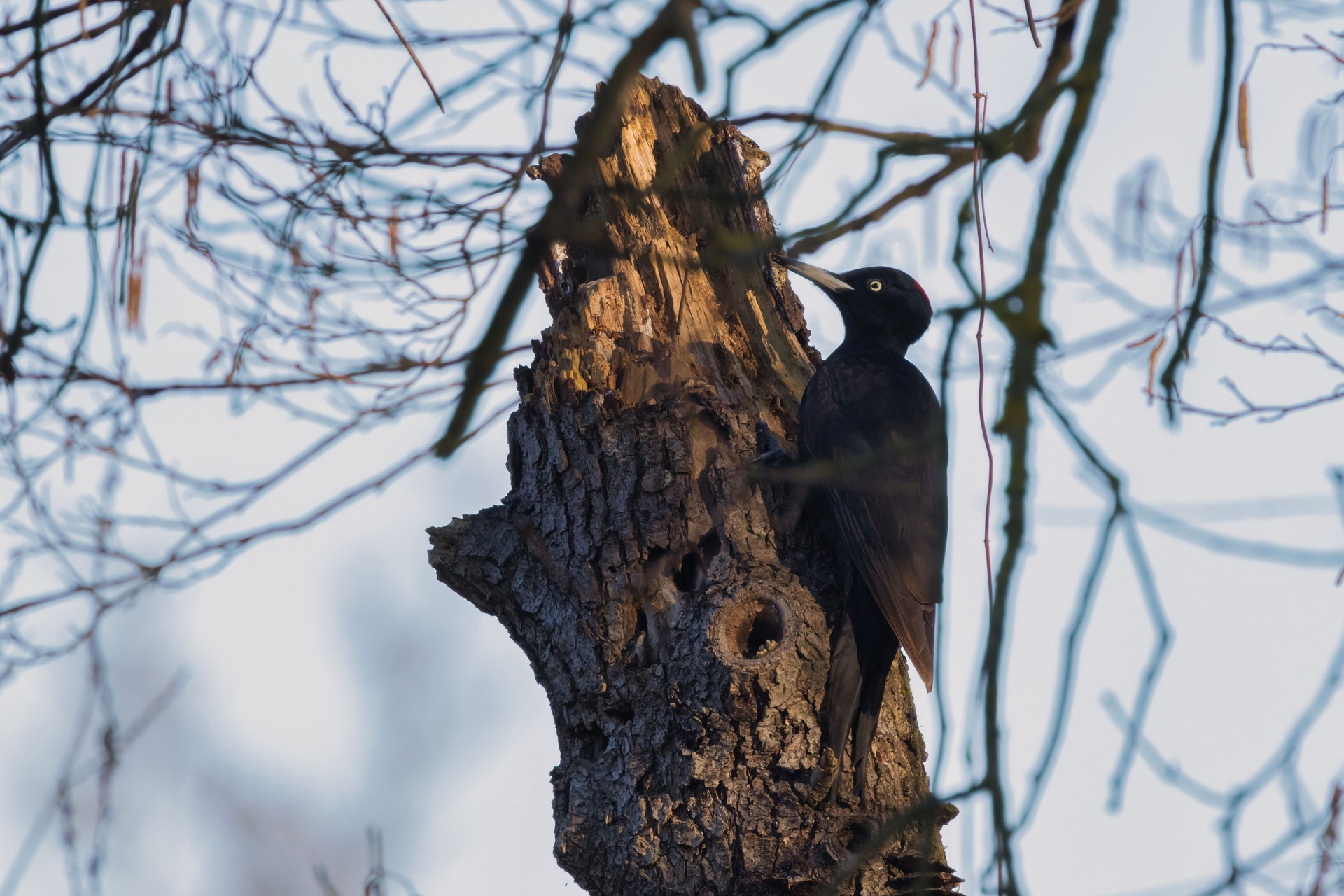 Picchio nero femmina su un albero.